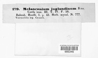 Melanconium juglandinum image